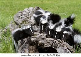 See more ideas about baby skunks, skunk, animals beautiful. Shutterstock Puzzlepix