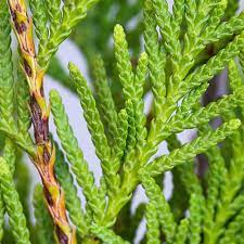 Cedar trees provide a habitat and food to many species of birds and insects, thereby promoting a cedar hedge will increase the value of your property by approximately 4% if you plan to sell. Western Red Cedar Hedge Plants Thuja Plicata Thuya Hedging