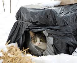 Proposition 65 reasons:titanium dioxide, other chemicals. Neighborhood Cats How To Tnr Feeding