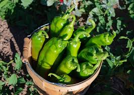 Hours may change under current circumstances Colorado And New Mexico Governors Spark War Over Green Chilis And Now U Know