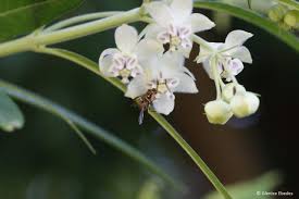 Image result for Gomphocarpus kaessneri
