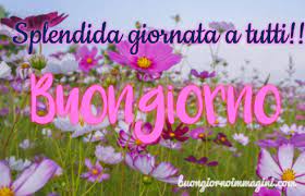 Prato Fiori Di Campo Colorati Immagini Foto Nuove Gratis Buongiorno Immagini Immagini Buongiorno