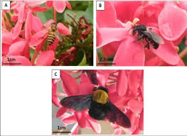 Image result for Ixora sp. A