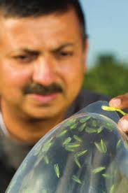 A Natural Insect Attractant From Catnip