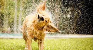 Drying your dog is an important part of the grooming process. Wet Dog Smell What Causes It And How To Fix It Bechewy