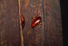how do roaches get into homes