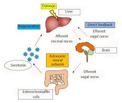 Autonomic Nervous System Network And Liver Regeneration
