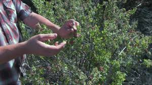 Hence the beautiful color of the tree. Autumn Amber Sumac Arbor Valley Nursery Colorado Wholesale Nursery