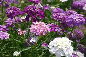 Candytuft creations ретвитнул(а) causeway speciality market coleraine. Silver Falls Seed Company Candytuft Dwarf Fairy Mix