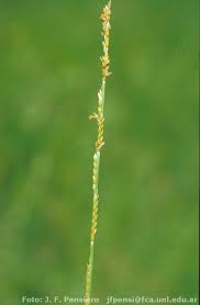 Image result for Setaria geminata