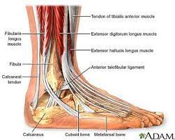 Ligaments are a very strong connective tissue that have very little give and are not designed to stretch at all. Leg Muscle And Tendon Diagram Google Search Ankle Anatomy Foot Anatomy Ankle Replacement