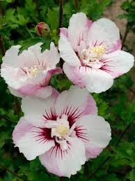 Image result for Hibiscus seineri