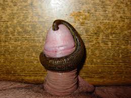 Leech in Dick (52 photos) - sex and porn