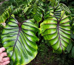 Vivarium lava plant leaves exotic plants orchids plant pallet terrarium. Elephant Ear White Lava Colocasia Elephant Ear Live Plant 3 Inch Pot Garden Other Plants Seeds Bulbs Patterer Home Garden