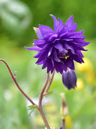 Find help and information on aquilegia 'clementine dark purple' (clementine series) columbine monk's head lily, including varieties and pruning advice. 30 Columbine Varieties And How To Care For Them Gardening