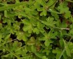 Image result for Alchemilla cryptantha
