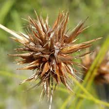 Image result for Rhynchospora eximia