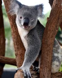 Nudge Nudge Wink Wink The Secret Is Jade Gives The Best Genuine Massages In Perth Relaxing Or Remedial Massage Chinese Massage Australia Animals Koala Bear