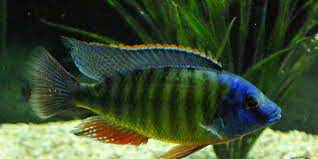 Image result for Tricliceras tanacetifolium