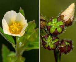 Image result for Sida spinosa