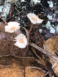 Image result for Marasmius opacus