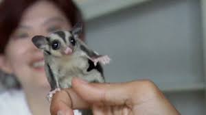 Die nachfrage nach gesundem essen ist in der schweiz in den letzten jahren stark gestiegen. Neuer Haustier Trend Alle Lieben Den Sugar Glider News Ausland Bild De
