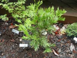 Image result for Calocedrus decurrens