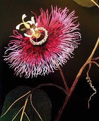 Post Anything From Anywhere Customize Everything And Find And Follow What You Love Create Your Own Tumblr Blog Today Herb Art Passion Flower Flower Art