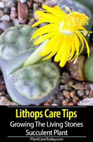 Tips for a drought tolerant lawn. Lithops Care Tips Growing The Succulent Living Stones Lithops Succulents Growing Succulents
