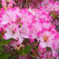 Azalea Komo Kulshan 12cm Pot Pink And White Flowers Summer Bulbs White Flowers