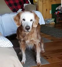 Smiling dog, also known as evil dog in backseat, is a reaction gif of a dog sitting in the backseat of a car, initially looking back through the rear window and then turning to look at the camera with an evil and smug smile. This Cute Golden Retriever Becomes The First Golden Retriever To Reach The Age Of 20 Bored Panda