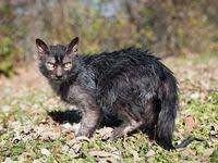 koty oborotni lykoi cat werewolf cat creepy cat