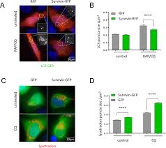 So the answer to your question as written is no, a cell can survive perfectly fine on its own, without the support of other cells, so long as its in a favorable. Survivin Regulates Autophagosome And Lysosome Size A Representative Download Scientific Diagram