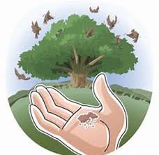 Mustard seeds should be harvested when the plants begin to yellow. Sixteenth Sunday Of Ordinary Time The Parable Of The Mustard Seed St Teilo S With Our Lady Of Lourdes