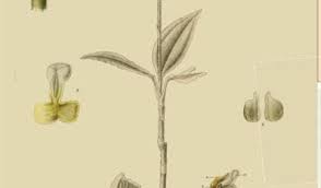 Image result for Zeuxine africana