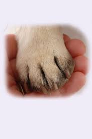 Showing Post Media For Animal Reflexology Www Animalsbug Com