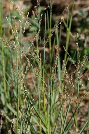 Image result for Panicum adenophorum
