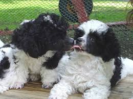 Black And White Parti Toy Poodle Puppy Love Parti Poodle Kisses Poodle Puppy Toy Poodle Parti Poodle