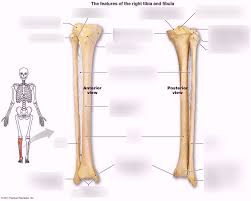 The bones of the leg are the femur, tibia, fibula and patella. Lab 6 Diagram Of Tibia Fibula Lower Leg Diagram Quizlet