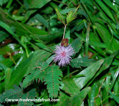 Image result for Mimosa pudica