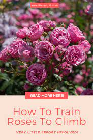 How To Train Roses To Climb Climbing Roses Flower Farm Growing Roses