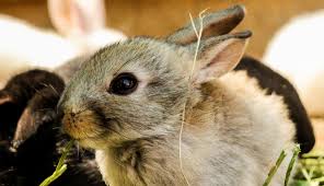 We are a family run business, trusted by tens of thousands of british house sitters & pet owners. Pet Sitting Service Home Visits In Christchurch Furrylittlerascals