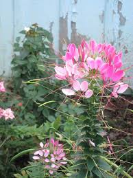 Pink Cleome Image By Poorbutroserich Photobucket Cleome Flowers Easy To Grow Houseplants Bees Plants