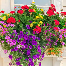 Ivy is a great vine for tumbling over the edge. 10 Sun Loving Flowers For The Ultimate Window Box Recipe Plaids And Poppies