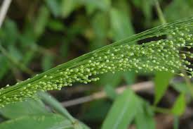 Image result for Isachne