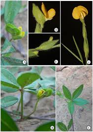 Image result for Zornia setosa