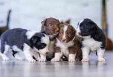 Pups & Pints
