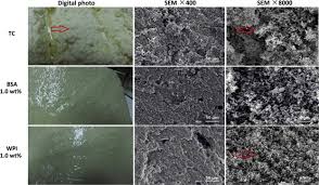 Check spelling or type a new query. The Use Of W O W Controlled Release Coagulants To Improve The Quality Of Bittern Solidified Tofu Sciencedirect