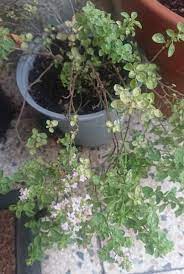 How To Revive A Dying Oregano Plant Gardener Report
