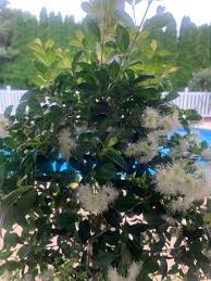 Image result for Eugenia malangensis